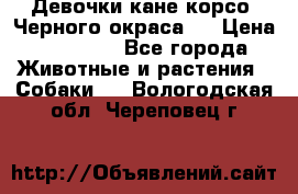 Девочки кане корсо. Черного окраса.  › Цена ­ 65 000 - Все города Животные и растения » Собаки   . Вологодская обл.,Череповец г.